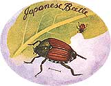 The Battle of the Beetles.